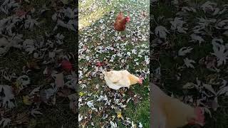 🍂 Autumn Forage Chickens Scratching Through Crisp Leaves 🐔 [upl. by Tuesday]