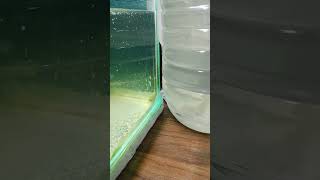 daphnia culture 18924 diy fishing handmade livefoodforfish [upl. by Etnaid132]