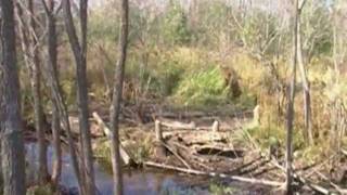 Beavers and Beaver Dam Removal 2011 Part A [upl. by Sharleen]