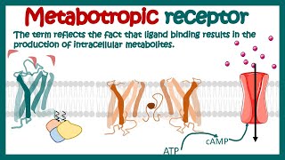 Metabotropic receptors  How do metabotropic receptors work  Examples of metabotropic receptors [upl. by Gnah311]