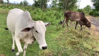 Many Cows Are Looking For Grass With Buffaloes Video Of Animals In The Countryside [upl. by Lecroy]