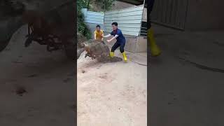 Boar Catching No Animals Were Harmed ✅ animals bigpig wildboar pigging wildanimal funny pig [upl. by Aderf]