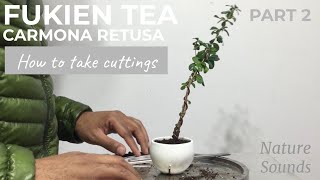 Fukien Tea Carmona Retusa How To Take Cuttings and Plant Them Part 2 Jan2022 [upl. by Leicam]