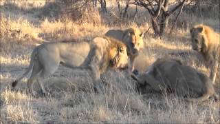 four young male lions kill Lioness [upl. by Walsh]