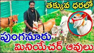 పుంగనూరు ఆవులు అమ్మబడును  7993104742  RKPUNGANURCOWS at Rajahmundry miniaturepunganurminicows [upl. by Leese]