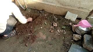 Plant Chandan Organically Chandan Planting How 2 Do It Guide Step By StepBest Guideplantchandan [upl. by Ruffo]