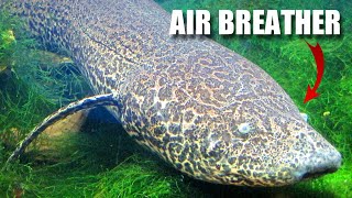 Lungfish Facts an AIRBREATHING Fish 🐟 Animal Fact Files [upl. by Asli776]