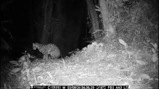 ManigordoOcelot Leopardus pardalis acechando a una presa fuera de foco [upl. by Nairred305]