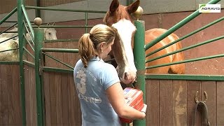 Gesund füttern Horslyx im Reitschulbetrieb [upl. by Naujaj]