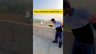 Naye kabutar🕊️ pakad liye😍 petlover minivlog pigeon budgiesfam kabutar birds kabutarbazi [upl. by Yauq462]