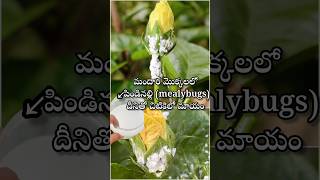 Mealybugs control on hibiscus plant youtubeshorts shortsyoutube viralshort garden [upl. by Niwrud]