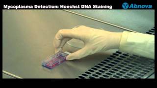 Mycoplasma Detection Hoechst DNA Staining [upl. by Abra]