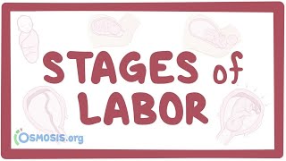 Stages of labor  physiology [upl. by Yecram]