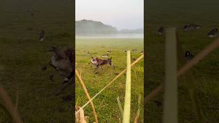 Bird dog doing his thing on a goose hunt [upl. by Donnie]