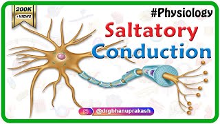 Saltatory conduction  Conduction through Myelinated nerve fiber  Physiology medical animations [upl. by Noeht]