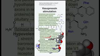 Vasopressin stimulation [upl. by Yrelle]