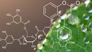 Phytochemistry Carbohydrate lec2 [upl. by Rein]