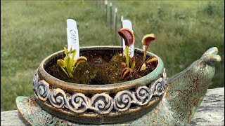 Gazing at Dionaea Muscipula ‘Orango’ amp Dionaea Muscipula ‘Sunrise’ [upl. by Dusty]