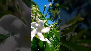 flower status songflower Hindi song videoflower new WhatsApp status flowers [upl. by Pierrette]