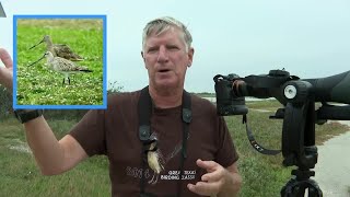 Rare bird sightings in the Coastal Bend [upl. by Ody]