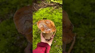 Comment identifier le cèpe de Bordeaux  🍄‍🟫champignon champignons cepes cepe foret [upl. by Connie]