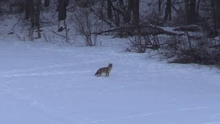 Coyote Hunting  340 yard shot with Tikka 22250 insane vapor trail [upl. by Lanti350]