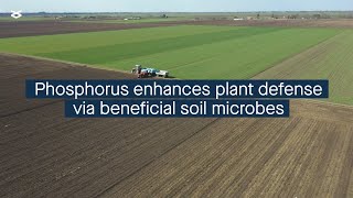 Phosphorus availability influences plant defense via effects on beneficial soil microbes [upl. by Wester]