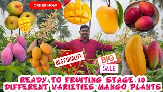 READY TO FRUITING STAGE MANGO VARITIES FRUIT PLANTS  10 DIFFERENT VARIETIES OF SWEET MANGO FRUIT [upl. by Ailaro748]