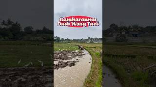 Gambaranmu dadi wong tani bolo  kalibawangpanorama kalibawangkulonprogo suasanapedesaan sawah [upl. by Dalury97]