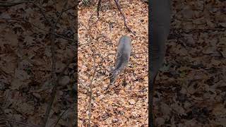 Love watching scrape work being done whitetail bucks scrapes rut archery [upl. by Eoz]