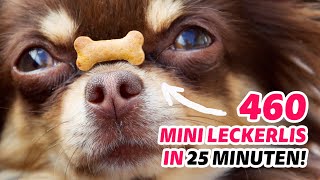 Hunderte Hundekekse mit der Backmatte in 25 Minuten backen Der beste Küchenhack aller Zeiten [upl. by Launamme]