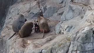 A group of Hamadryas baboons and their enclosure [upl. by Harikahs]