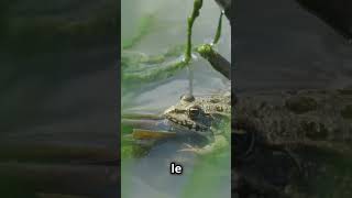 Ces Grenouilles Gèlent en Hiver  🐸❄️ [upl. by Tippets]