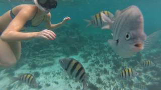 Snorkeling with Sting Rays  Cancun [upl. by Hploda]