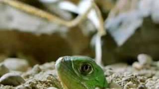 Green Iguana Documentry Part 1 [upl. by Botsford]