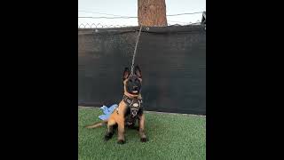 Belgium dog subscribe germanshepherd shortvideo doglover views shortvideo ytyoutube likeand [upl. by Lexy]