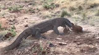 Komodo dragons eat goats [upl. by Peale]