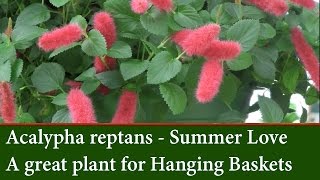 Acalypha reptans  Dwarf Chenille Plant  Summer Love [upl. by Harima883]