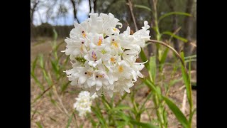 Show amp Tell Polystachya neobenthamia [upl. by Eerot716]