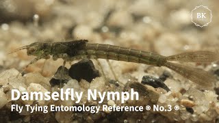 Damselfly Larvae  Nymphs  Naiads ◉ Fly Tying Entomology Reference ◉ No3 ◉ Calopteryx ◉ 4K [upl. by Walters]