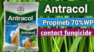 antracol fungicide  bayer antracol fungicide  Propineb 70wp  propineb70wp fungicidempfarming47 [upl. by Llevrac723]