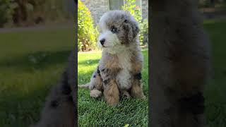 trainedbernedoodle bernedoodle merlebernedoodle tinybernedoodle [upl. by Inaej]