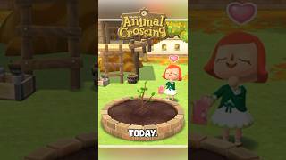 New TREE Released TODAY in ANIMAL CROSSING shorts animalcrossing acnh [upl. by Eiralam]