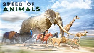 SPEED COMPARISON 3D  Animals 🦌 [upl. by Derman678]