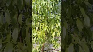 White chandan plantnature shortvideo shorts trandingytshort YouTube shortvideo [upl. by Teressa]