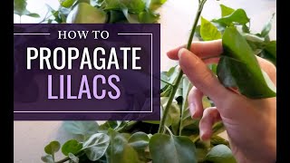 How to Prepare Lilac Plant Cuttings to Root [upl. by Ellesirg]