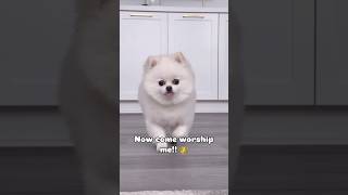 You listen to me pomeranian pomeranians dog doglover pet shorts pets [upl. by Llehcnom]