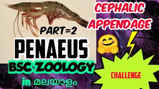 BSC ZOOLOGYARTHROPODAPENAEUSCEPHALIC APPENDAGESEM ONEIN മലയാളം [upl. by Vilma]