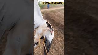 Lapwing bird hunting🥴 ll birds viralshort hunting ytshorts mazharmeohunter [upl. by Chilcote83]