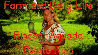 Our West Coast Rincon Puerto Rico Farm and Daily Life Summer 2021 [upl. by Adniram]